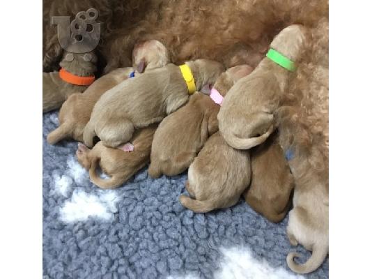 PoulaTo: Κουτάβια Goldendoodle